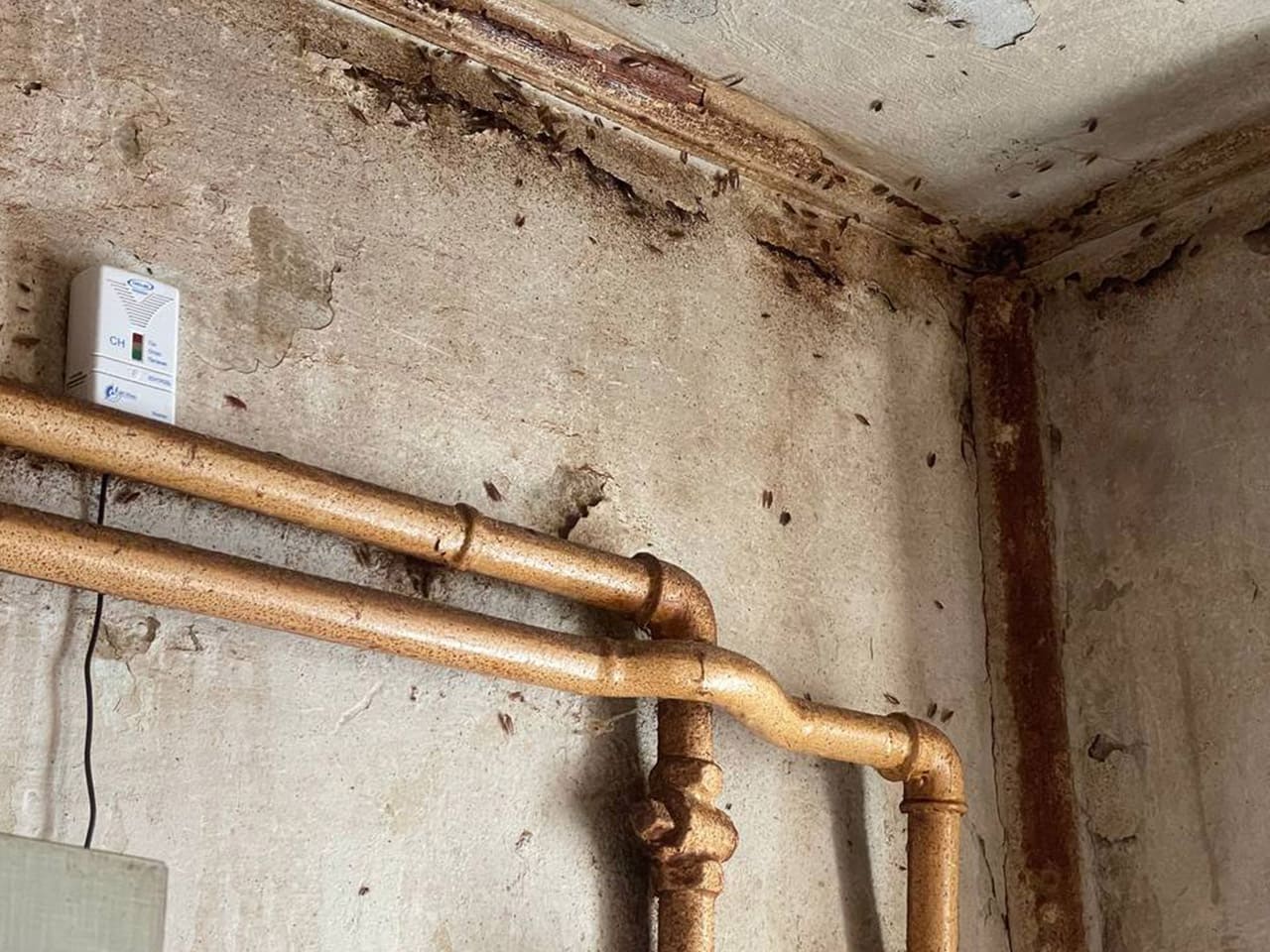 Выведение тараканов в коммуналке